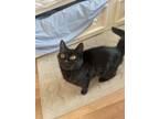 Adopt Ophelia a All Black British Shorthair / Mixed (medium coat) cat in Rogers