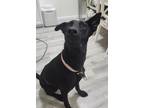 Adopt Maya a Black Labrador Retriever / German Shepherd Dog / Mixed dog in San