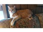 Adopt Court a Domestic Shorthair / Mixed (short coat) cat in Fond du Lac