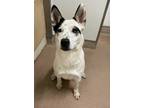 Adopt Nova a White Australian Shepherd / Mixed dog in Pendleton, OR (41303589)