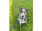 Adopt Vanilla a Gray/Blue/Silver/Salt & Pepper Australian Cattle Dog / Mixed dog