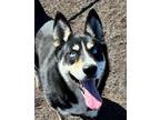 Adopt Tanner a Black Husky / Mixed Breed (Medium) / Mixed (short coat) dog in