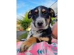 Adopt Cricket a Black Catahoula Leopard Dog / Australian Cattle Dog / Mixed dog