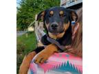 Adopt Ruckus a Black Catahoula Leopard Dog / Australian Cattle Dog / Mixed dog