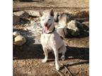 Adopt Jaxx a White - with Tan, Yellow or Fawn Australian Cattle Dog / Mixed dog