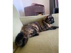 Adopt Cleo a Tortoiseshell Domestic Mediumhair / Mixed (medium coat) cat in