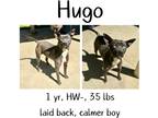 Adopt Hugo a Mixed Breed (Medium) / Mixed dog in Albany, GA (41042767)