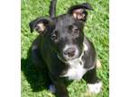 Adopt Tyson a Black - with White Labrador Retriever / Mixed Breed (Medium) /