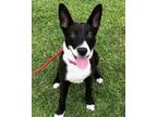 Adopt Chloe a Black - with White Border Collie / Mixed Breed (Medium) / Mixed