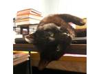 Adopt Cholo a All Black Domestic Shorthair / Mixed (short coat) cat in Dallas