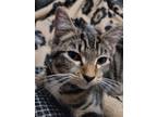Adopt Leo a Brown Tabby Tabby / Mixed (medium coat) cat in Live Oak
