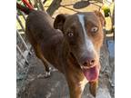 Adopt Cofy a Brown/Chocolate - with White Weimaraner / Terrier (Unknown Type