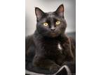 Adopt Cupcake a All Black Domestic Shorthair / Domestic Shorthair / Mixed cat in