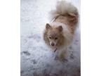 Adopt Yuki a Tan/Yellow/Fawn German Spitz / Mixed dog in Omaha, NE (39124878)