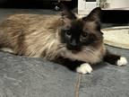 Adopt Missy a Brown or Chocolate (Mostly) Siamese / Mixed (medium coat) cat in