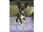 Adopt Jack a Brown/Chocolate - with White Husky / German Shepherd Dog / Mixed