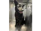 Adopt Remus a Black German Shepherd Dog / Shepherd (Unknown Type) / Mixed dog in