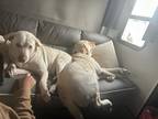 Adopt FridaNsimba a White Labrador Retriever / Mixed dog in Johnstown