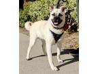 Adopt Pippa a Tan/Yellow/Fawn - with Black Pug / Shiba Inu / Mixed dog in Dana