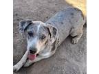 Adopt Merle a Gray/Silver/Salt & Pepper - with White Catahoula Leopard Dog /