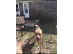 Adopt Gunner a Brindle Mutt / Mixed dog in Tunnel Hill, GA (40816304)