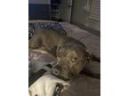 Adopt Zena a Gray/Blue/Silver/Salt & Pepper American Pit Bull Terrier / Mixed