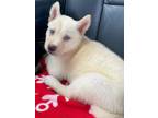 Adopt Chuck a White Husky / Shepherd (Unknown Type) / Mixed dog in Salem