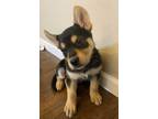 Adopt Chase a Black - with Tan, Yellow or Fawn Husky / Shepherd (Unknown Type) /