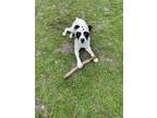 Adopt Sport a White - with Black Dalmatian / American Staffordshire Terrier /