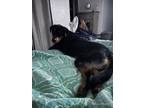 Adopt Whiskey a Black Rottweiler / Akbash / Mixed dog in El Paso, TX (41094443)