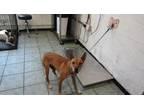 Adopt Rufus a Brown/Chocolate - with White Australian Cattle Dog / Mixed dog in