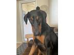Adopt Mary Jane a Black - with Tan, Yellow or Fawn Doberman Pinscher / Mixed dog