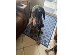 Adopt Snoop a Black - with Tan, Yellow or Fawn Doberman Pinscher / Mixed dog in