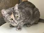 Adopt Charlie a Tortoiseshell American Shorthair / Mixed (short coat) cat in