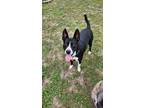 Adopt Nala a Black - with White Mixed Breed (Large) / Mixed dog in Leander