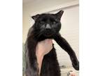 Adopt Nebula (Not Available) a All Black Domestic Shorthair / Domestic Shorthair