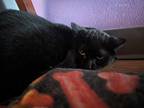Adopt Meg a All Black Domestic Shorthair (short coat) cat in Kalamazoo