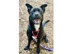 Adopt Baby Dog a Black - with White Shepherd (Unknown Type) / Mixed dog in