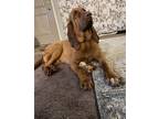 Adopt Clyde a Red/Golden/Orange/Chestnut Bloodhound / Mixed dog in Post Falls