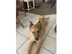 Adopt King a Red/Golden/Orange/Chestnut German Shepherd Dog / Collie dog in Cape