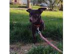 Adopt Bucky (with foster!) a Brown/Chocolate Mixed Breed (Small) / Mixed dog in