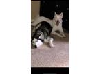 Adopt Zoey a Black - with White Husky / German Shepherd Dog / Mixed dog in