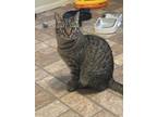 Adopt Destiny a Gray, Blue or Silver Tabby Domestic Shorthair / Mixed (short