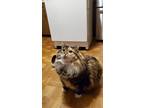 Adopt Gazelle a Tortoiseshell Domestic Longhair / Mixed (long coat) cat in Saint