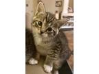 Adopt Uva a Domestic Shorthair cat in New York, NY (41312900)