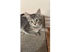 Adopt Mandarino a Gray, Blue or Silver Tabby Domestic Shorthair cat in New York