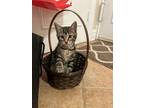 Adopt Mirtillo a Domestic Shorthair cat in New York, NY (41312898)
