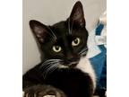 Adopt Mela 2 a Black & White or Tuxedo Domestic Shorthair cat in New York