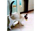Adopt Sprinkles a Brown or Chocolate Siamese (short coat) cat in Davis