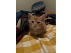 Adopt Flash a Orange or Red (Mostly) Tabby / Mixed (medium coat) cat in Compton